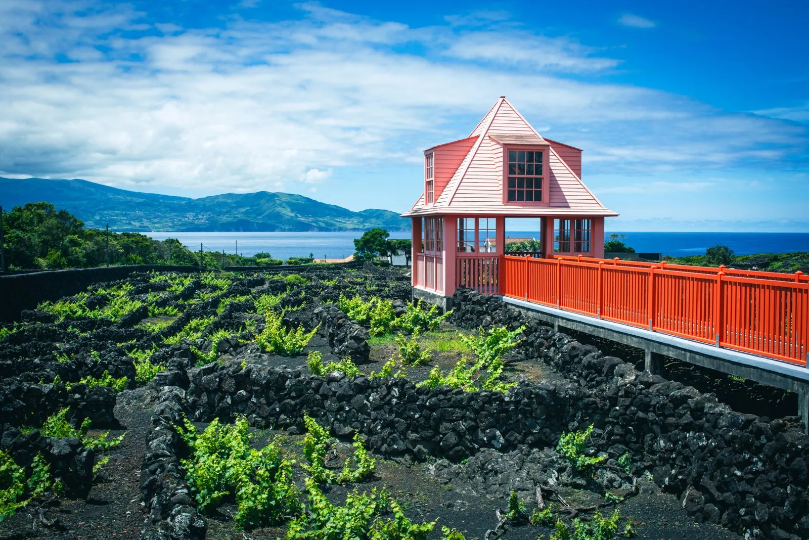 Vignes en enclos de pierre de lave à Pico, paysage viticole classé UNESCO, Açores